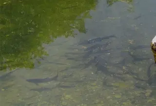 Peces en un embalse de Zamora