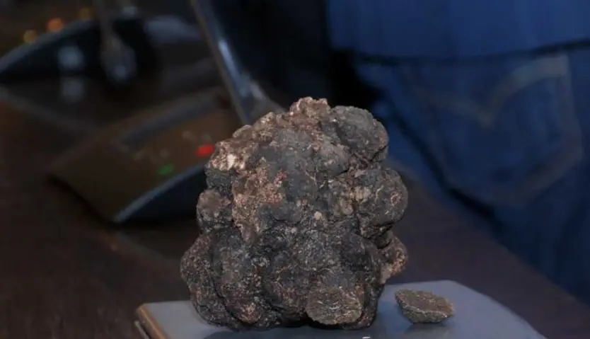 La trufa negra subastada