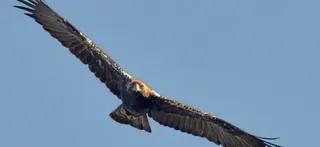 Aguila imperial. Casi la mitad de la superficie quemada en los incedios está en 'Áreas Importantes para las Aves y la Biodiversidad' | EP