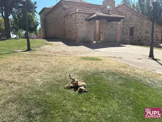 Un perro en un jardín