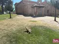 Un perro en un jardín