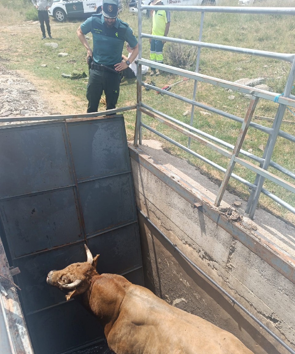 Rescate Del Toro En Sanabria