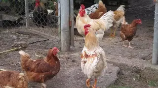 Gallinas en un corral | EP