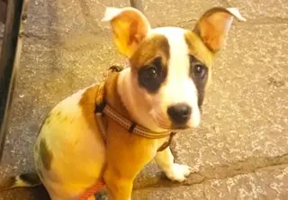 Perrita robada en Sayago