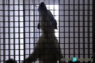 Centro de Recogida Municipal de Animales - Perros en adopción Scooby