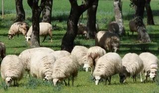 Dehesa La Guadaña. | Fundación Dehesa La Guadaña.