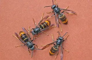Vespa velutina