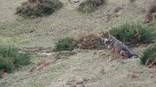 Lobo. CSIC. Archivo.