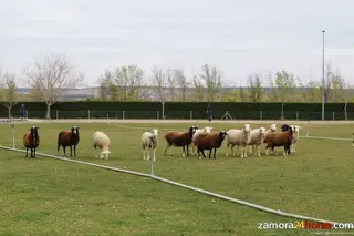 Ayudas de compensación para las razas autóctonas y la agricultora ecológica