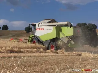 Cosechadora en una parcela de avena campañas anteriores. ARCHIVO
