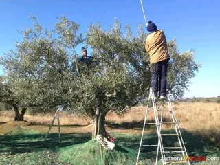 ‘La aceite de Fermoselle, la mejor de España”