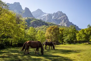 Dos caballos en una zona rural
