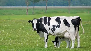 vacuno de leche