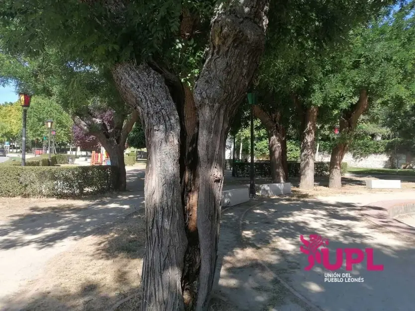 Estado de los árboles en Zamora. UPL 2