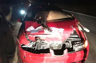 Un accidente con un ciervo en una carretera de Zamora. Archivo