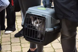 Los animales de Zamora reciben la bendición de San Antón (1)