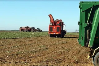 Remolacha recoleccion campo