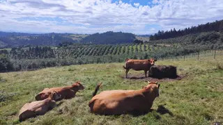 Vacas de carne EP