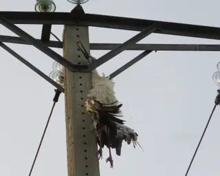 Cigüeña electrocutada en un tendido eléctrico | Ecologistas Zamora