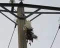 Cigüeña electrocutada en un tendido eléctrico | Ecologistas Zamora