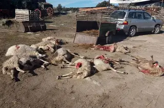 Ataque lobo ovejas moral upa