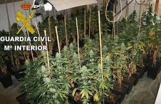 La Guardia Civil desmantela un centro de producción de marihuana en San Pedro de Ceque